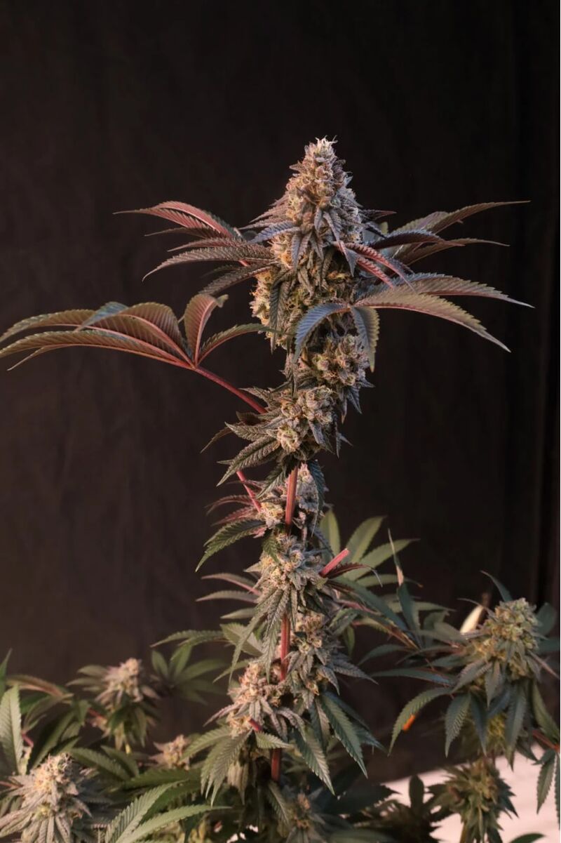 Lemon Cherry Runtz, Фасовка: 1, изображение 5
